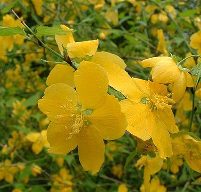 Kerria_japonica
