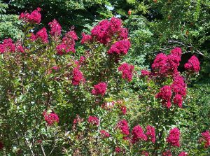 Lagerstroemia_indica_'Red_Imperator'