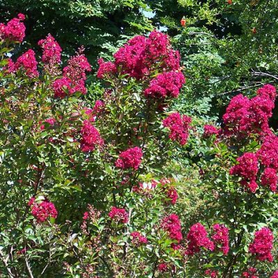 Lagerstroemia_indica_'Red_Imperator'