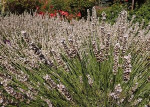 Lavandula_intermedia_Edelweiss