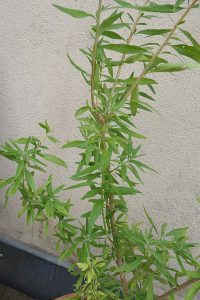 Lippia_polystacha