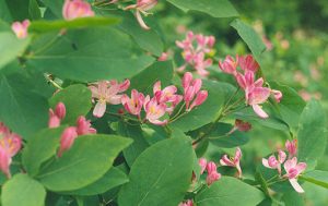 Lonicera_tatarica