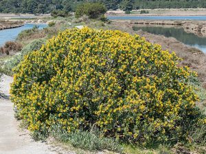 Medicago_arborea
