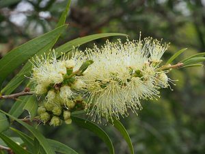 Melaleuca_salicina