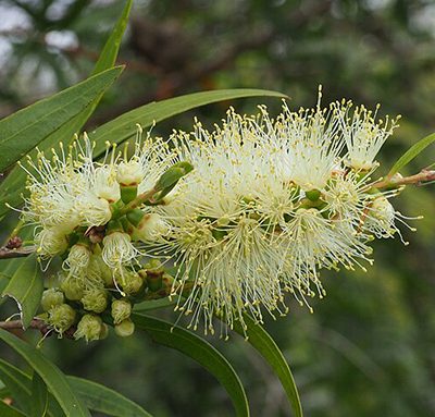 Melaleuca_salicina