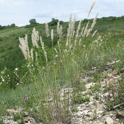 Melica_ciliata