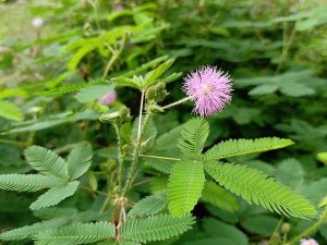 Mimosa_pudica