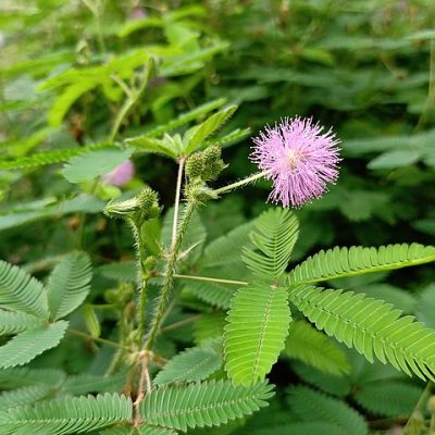 Mimosa_pudica