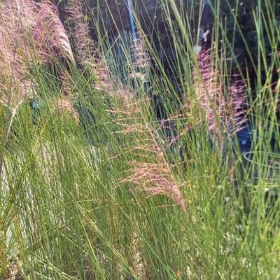 Muhlenbergia_cappilaris_Ruby