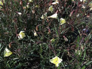 Oenothera_odorata
