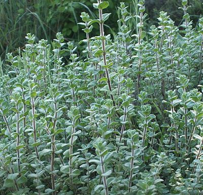 Origanum_syriacum