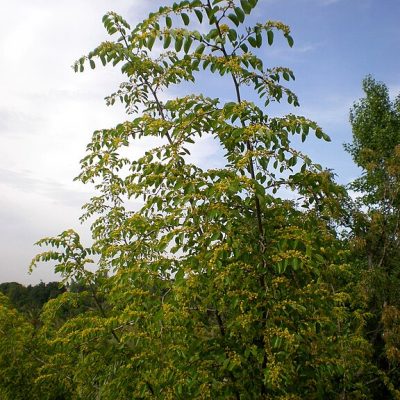 Paliurus_spina_christi