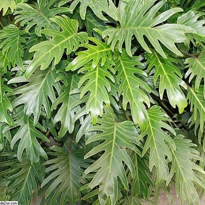 Philodendron_Xanadu
