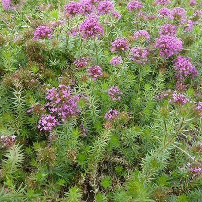 Phuopsis_stylosa