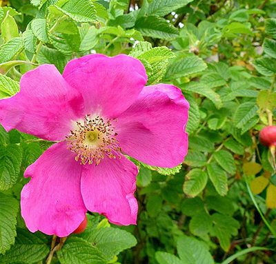 Rosa_rugosa_'Rubra'