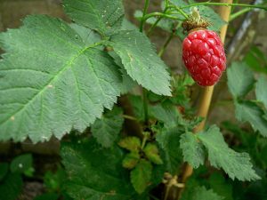 Rubus_Tayberry