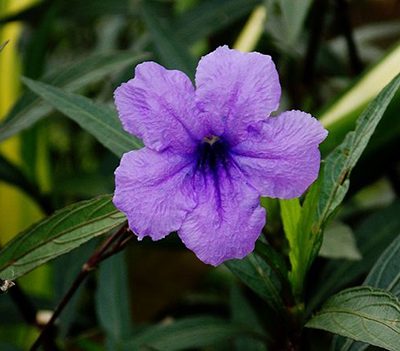 Ruellia_simplex