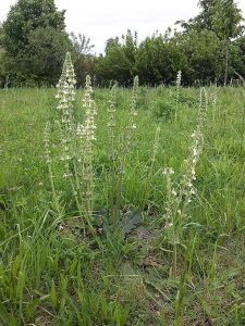 Salvia_austriaca