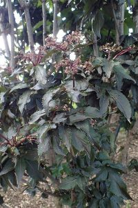 Sambucus_nigra_f._porphyrophylla_'Black_Tower'