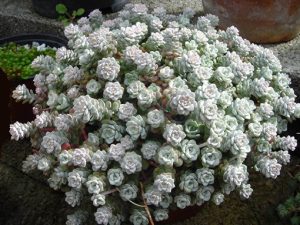 Sedum_spathulifolium_'Cappe_blanco'