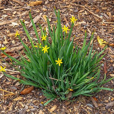 Sisyrinchium_californicum