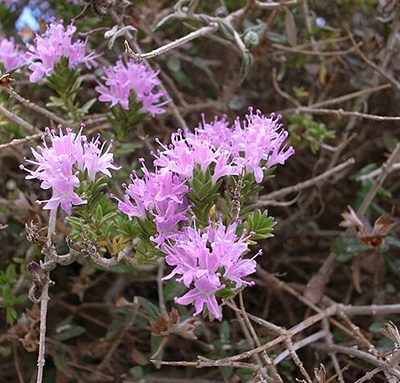 Thymbra_capitata