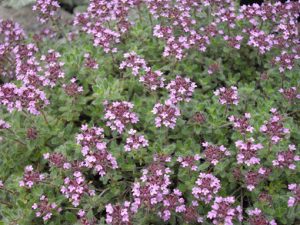 Thymus_ciliatus