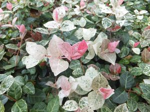 Trachelospermum_tricolor