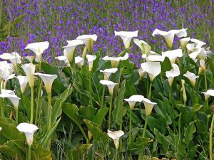 Zantedeschia_aethiopica