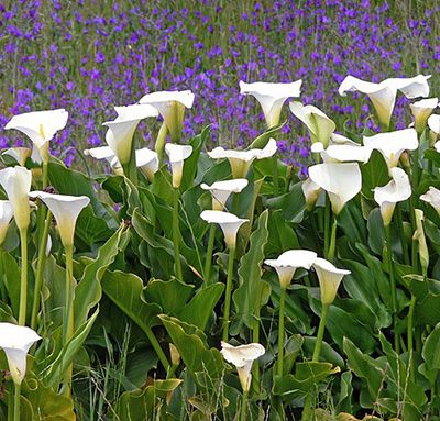 Zantedeschia_aethiopica
