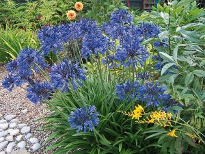 agapanthe_northern_star