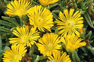delosperma_wheels_of_wonder_golden