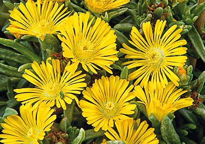 delosperma_wheels_of_wonder_golden