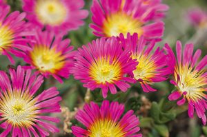 delosperma_wheels_of_wonder_hot_pink