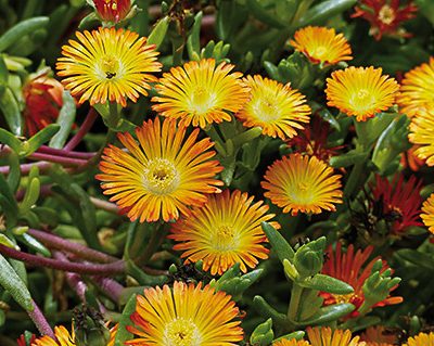 delosperma_wheels_of_wonder_orange
