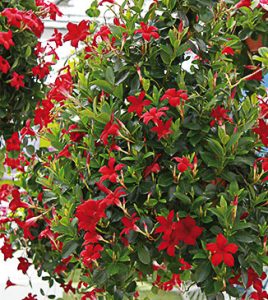 dipladenia_sundaville
