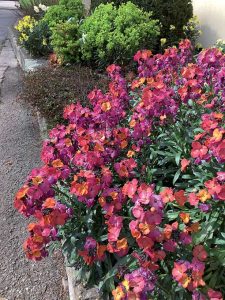 erysimum_winter_orchid