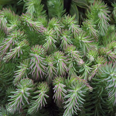sedum_green_ball