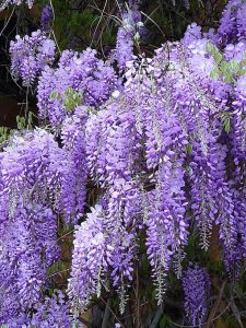 wisteria_sinensis_bleue