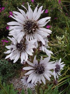 Berkheya_purpurea