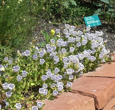 Campanula_incurva