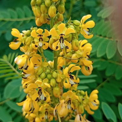 Cassia_hebecarpa