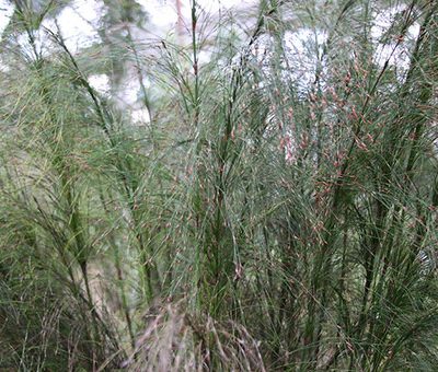 Ischyrolepis-subverticillata