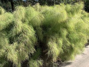 Muhlenbergia_dumosa