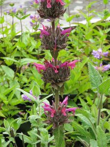 Salvia_spathacea