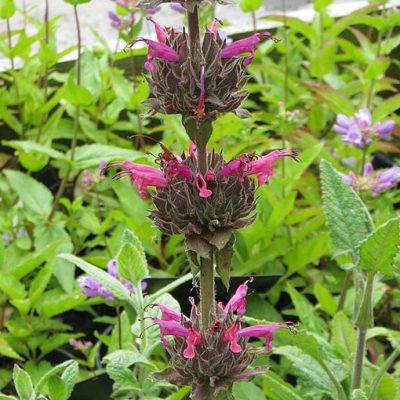Salvia_spathacea