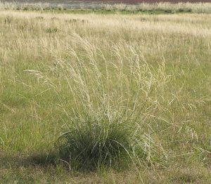 Stipa_splendens