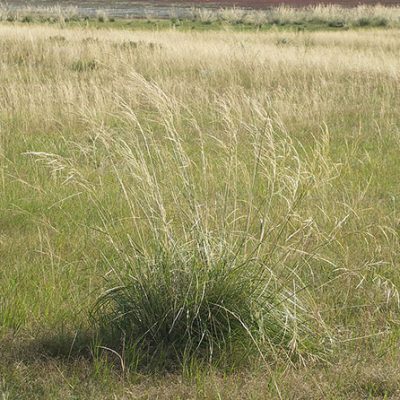Stipa_splendens