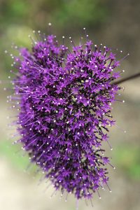 Trachelium_caeruleum
