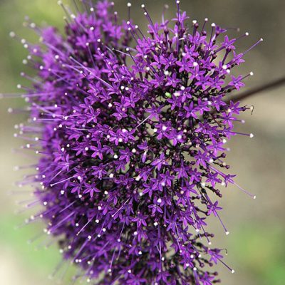 Trachelium_caeruleum